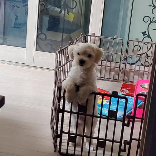 말티즈 분양해요