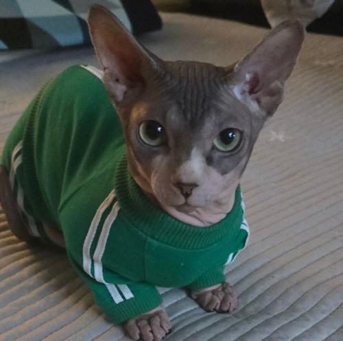 1년6개월 스핑크스냥이 개인분양합니다