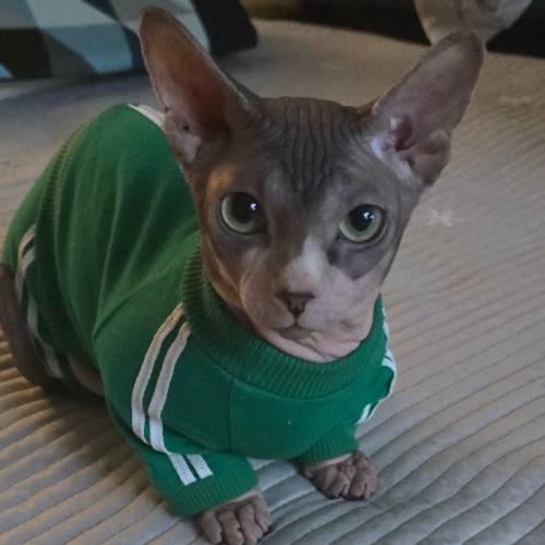 1년6개월 스핑크스냥이 개인분양합니다