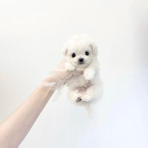 🐾똘망똘망한 말티숑의 가족이 되어주세요🐾