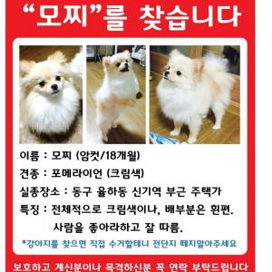 율하동 크림 포메라이언 암컷 모찌를 찾습니다