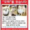율하동 크림 포메라이언 암컷 모찌를 찾습니다