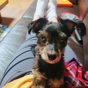 구로구 고척2동 근처에서 실종된 강아지 찾습니다