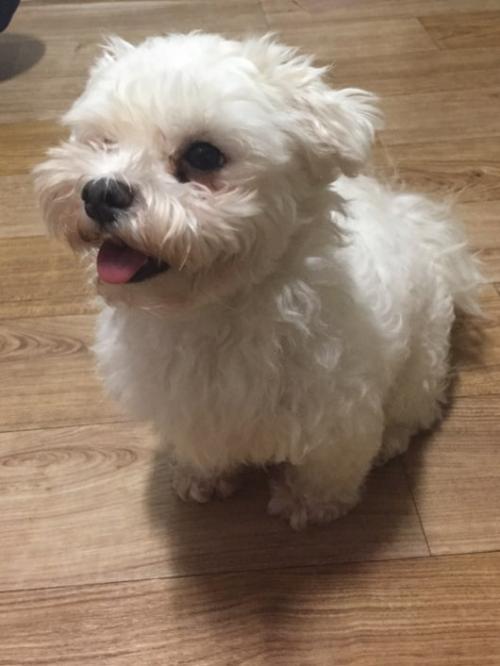 김포 서암초등학교부근 흰색 암컷 보호중입니다./30일 주인분 찾았습니다.