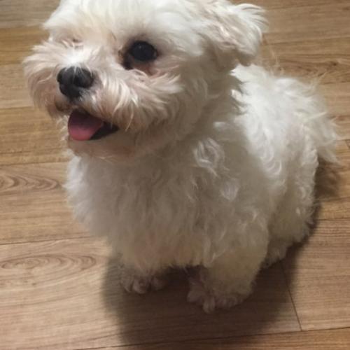 김포 서암초등학교부근 흰색 암컷 보호중입니다./30일 주인분 찾았습니다.