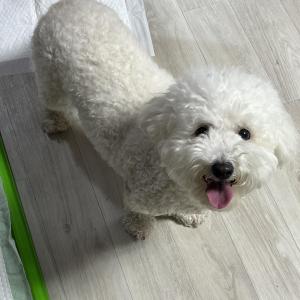 비숑 강아지 찾아요