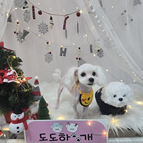 말티즈 분양합니다