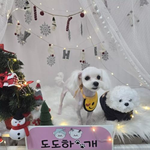 말티즈 분양합니다