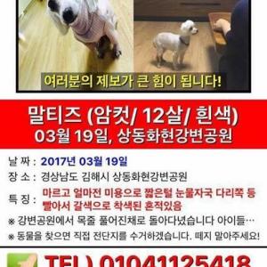 김해강변공원에서 분실한 말티즈를 찾습니다.