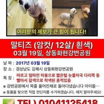 김해강변공원에서 분실한 말티즈를 찾습니다.