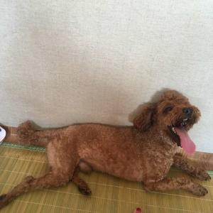 [대전 대덕구] 갈색 수컷푸들 찾아요