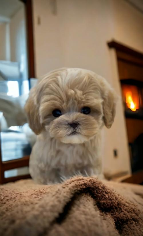 아기 댕댕이 말티푸 입양하실분 연락주세요