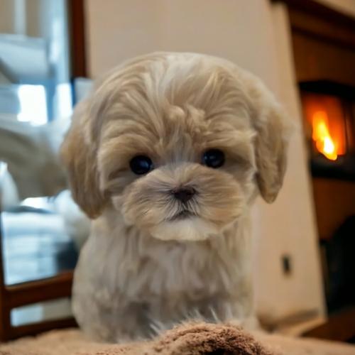 아기 댕댕이 말티푸 입양하실분 연락주세요