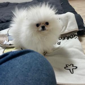 2개월 포메라니안 가족 기다려요