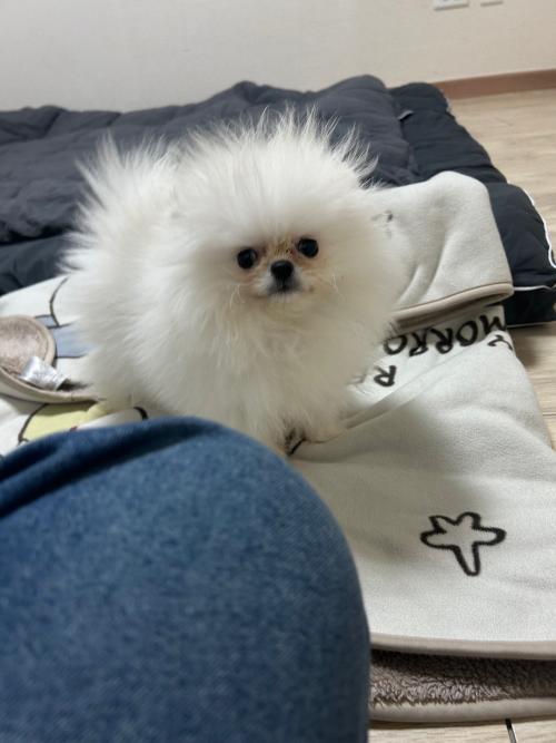 2개월 포메라니안 가족 기다려요