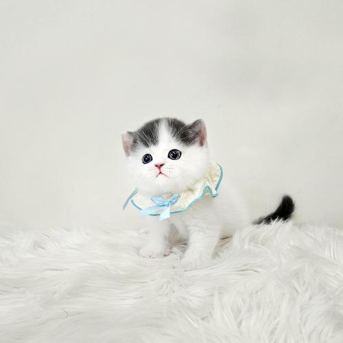 브리티시숏헤어 분양합니다