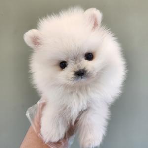 화이트포메라니안분양 2개월령 공주님 모량빵빵하고 애교도 많고 완전 작은사이즈