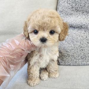 크림토이푸들분양 왕자님 2개월령 모량 빵빵하고 모색이 미쳤어요~