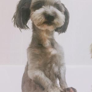 인천 구월동 회색강아지 까미 찾아요