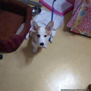 집나간 우리집 강아지 찾아요