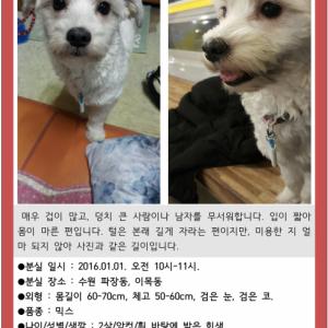 수원/믹스견/흰색털/암컷 찾습니다
