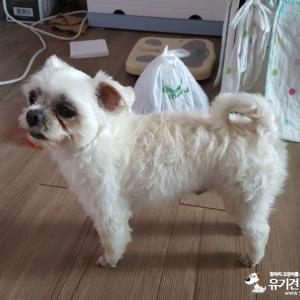 말티즈남아  보호중