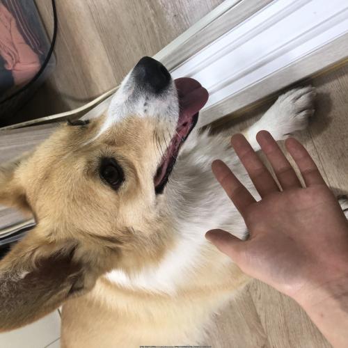 울산 중구 웰시코기 남아 주인을 찾습니다.