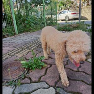 크림이를 보신분 연락주세요