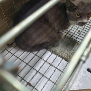 신당동 회색빛 고양이 주인분을 찾습니다
