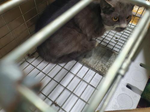 신당동 회색빛 고양이 주인분을 찾습니다