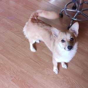 평택 비전동 강아지를 찾습니다