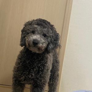 경기도 가평군 청평면에서 잃어버렸어요..도와주세요..