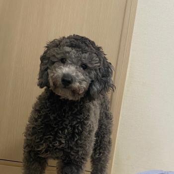 경기도 가평군 청평면에서 잃어버렸어요..도와주세요..