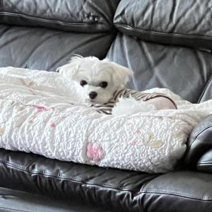 유기견 보호중입니다