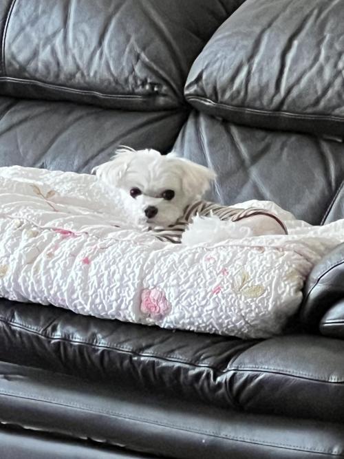 유기견 보호중입니다