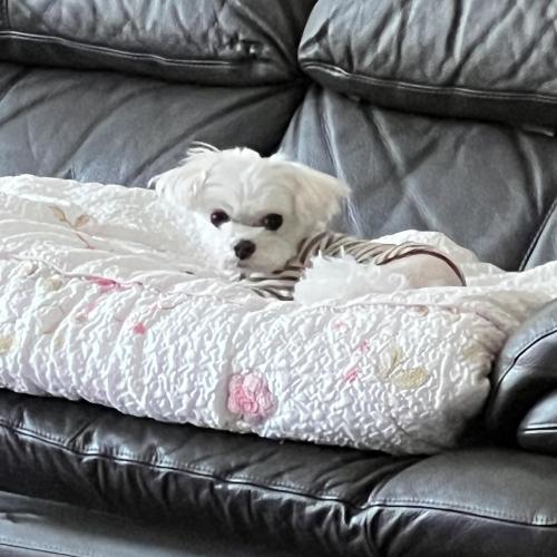 유기견 보호중입니다