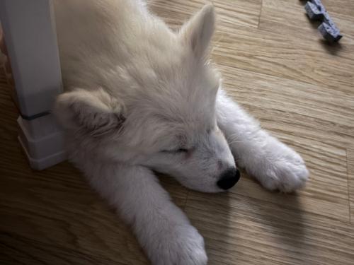 5개월차 사모예드 분양합니다.