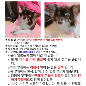 검은색 빠삐용 찾습니다