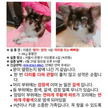 검은색 빠삐용 찾습니다