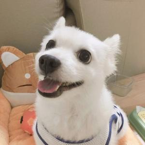 대구 테크노폴리스 강아지찾아요