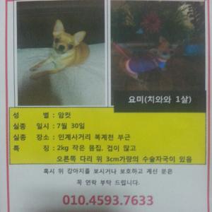 요미를 찾습니다