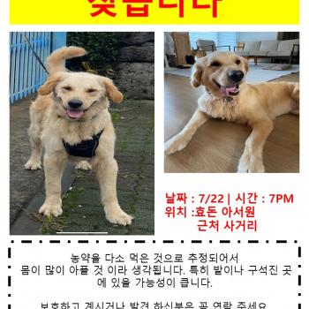 효돈동 골든 리트리버 찾습니다