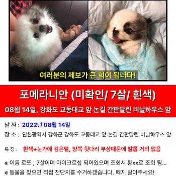 강아지를 찾습니다