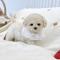 [5만원] 2개월 말티푸 하나 가족을 찾아요 ❤