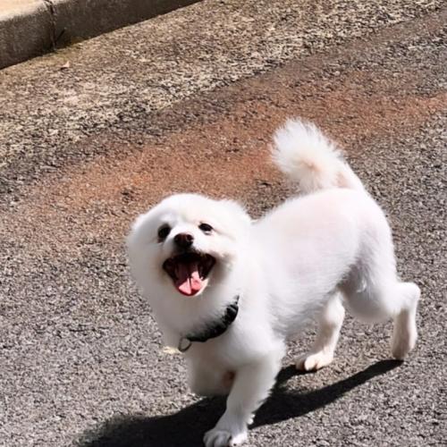 강아지 새가족 찾습니다