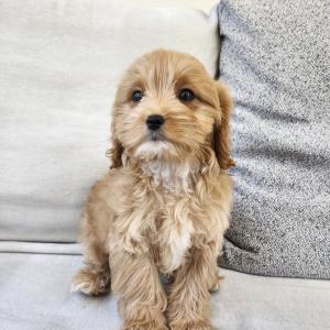 골든두들분양 2개월령 공주님 모량 엄청 많고 모색도 잘빠졌어요