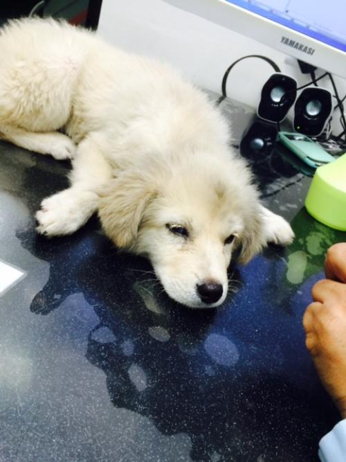 이문동 한예종 미술원 후문 앞에서 발견한 어린 강아지 보호중입니다