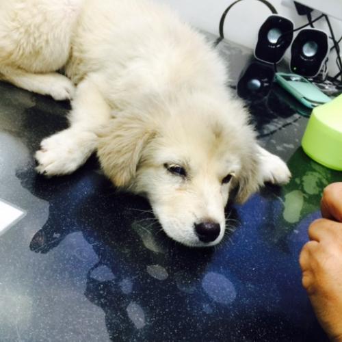 이문동 한예종 미술원 후문 앞에서 발견한 어린 강아지 보호중입니다