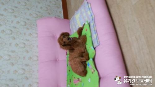 덕소 와부읍 주공A부근 갈색푸들 남아 보호중입니다