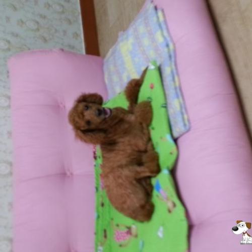 덕소 와부읍 주공A부근 갈색푸들 남아 보호중입니다